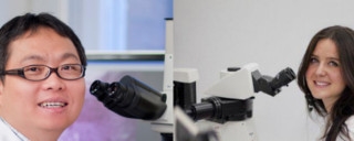 Newly Developed Breast 'organoid' system may improve cancer treatments